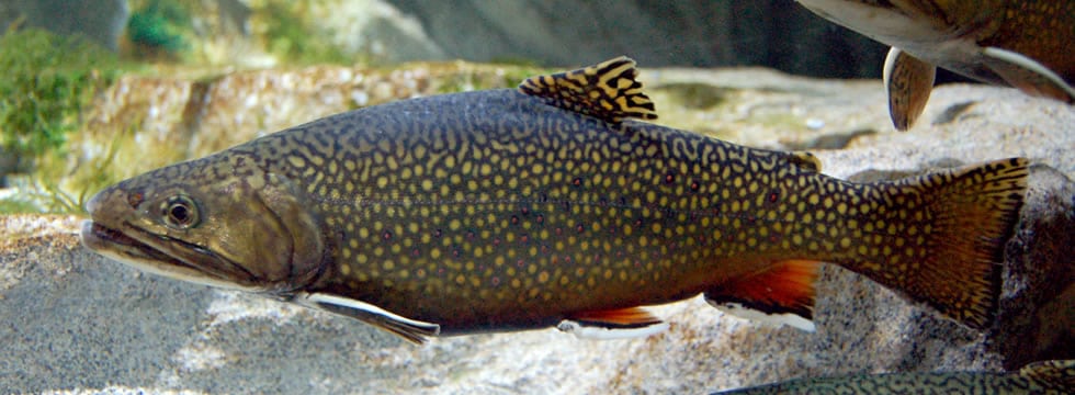 Testata Salmerino Fontana Pesca in Valle d'Aosta