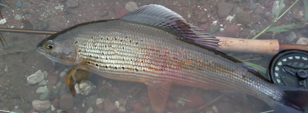 Testata Temolo Pesca in Valle d'Aosta