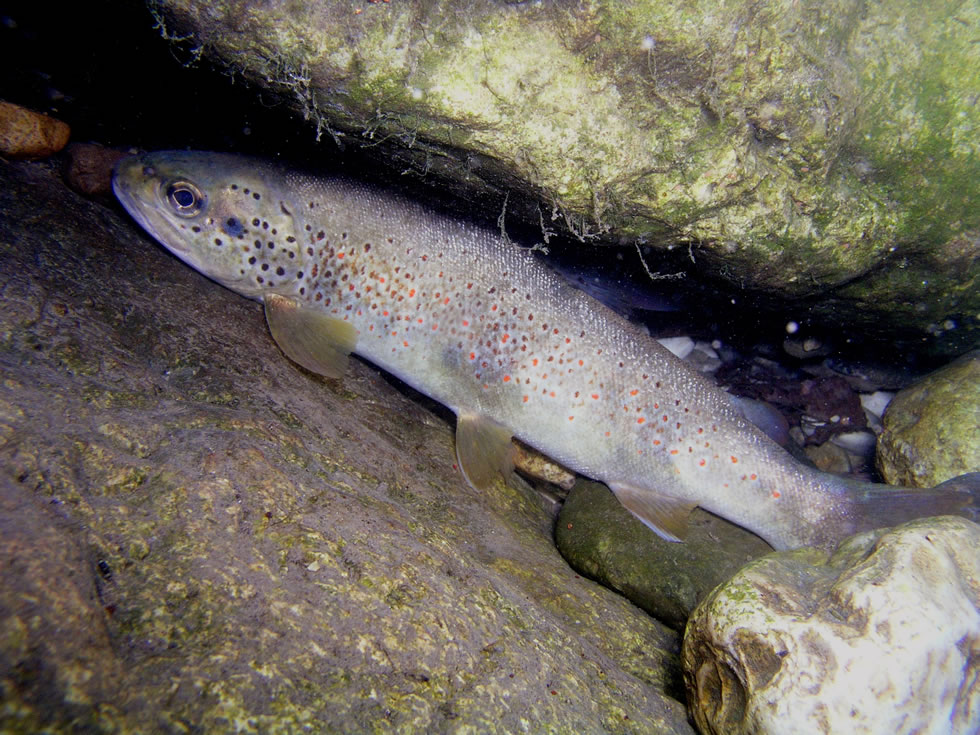 Trota Fario Pesca in Valle d'Aosta