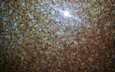 Spremiture – anno 2025/2026